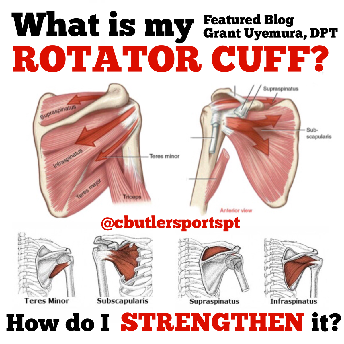 Why is the Rotator Cuff Important?